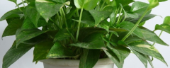 绿萝的养殖方法及品种介绍，附注意事项