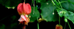 蔓性风铃花的养殖方法，夏天控温冬天保温