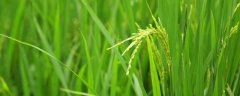 有机水稻如何栽培？根据地区选择合适的品种