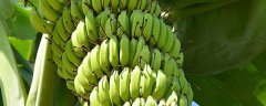 香蕉施肥用这八个方法，能节约许多肥料成本