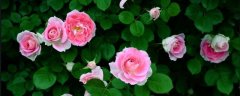 蔷薇花一般是什么时候开花？附种植时间和方法