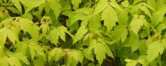 金叶复叶槭的苗木价格，附种植技术