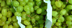 大棚葡萄的种植方法，附种植要点