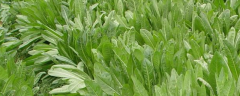 将军菊苣牧草种植方法，播种时间为春季或秋季