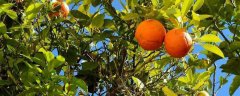 橙子树长什么样？种植几年能开花结果