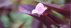 紫鸭拓草是什么花？可以食用吗？怎么种植