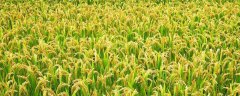 水稻种植过程的顺序是怎样的？育苗技术要点有哪些