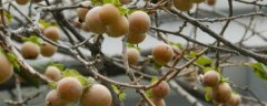 黑枣树种植几年结果？如何栽种