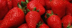 牛奶草莓是什么？附种植技术