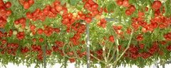 番茄树的栽培技术介绍，春秋两季播种