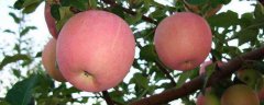 苹果树什么品种好？主要产区有哪些