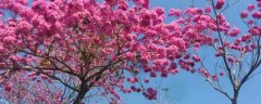 红花风铃木的栽培技术要点介绍，春季严防病虫害