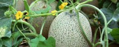 哈密瓜种子种植方法，宜选择颗粒饱满的种子