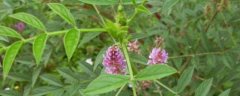 热门及名贵中药材种植技术，甘草、黄精种植技术