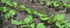 白芸豆种植时间和方法，病虫害怎么防治
