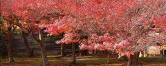 枫树种植方法，病虫害防治