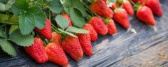 草莓什么时候种植好，什么时候成熟，需要哪些种植条件