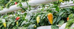 菜椒种植技术与管理，种植前需将种子和土壤进行消毒