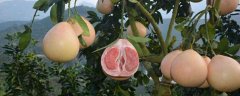 红肉蜜柚种植技术，定期对果园消毒