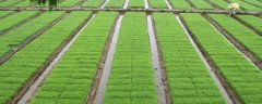 水稻育苗移栽技术，适时播种、适时移栽