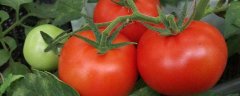 番茄缺钙症状和补钙措施，附发生该病症的原因