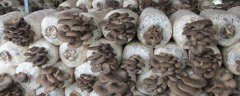 大棚平菇种植技术，选择低温型、中温型品种为佳
