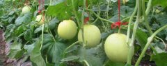 香瓜增产的方法，首先要挑选合适的品种