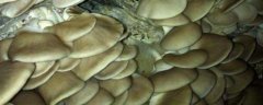 秀珍菇栽培技术，保证适宜的温度和湿度
