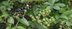 乌蔹莓种植技术，可分扦插繁殖与播种繁殖