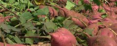 紫薯种植技术，宜选择阴天下午播种