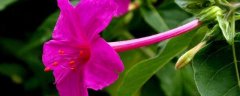 紫茉莉种植时间和方法，不耐旱，在雨季需做好排水