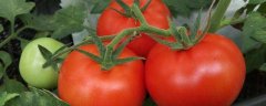 番茄育苗方法和时间，一般在3月份播种