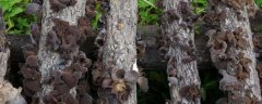 黑木耳种植条件，菌丝生长不需要光线，出菇需要光线