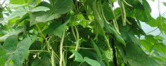 四季豆种植注意事项，宜种植在深厚的中性沙质土壤中