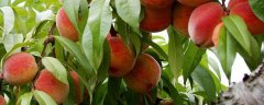桃树种植技术，可在春季或者秋季栽种