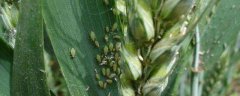 小麦蚜虫用什么农药，附农业防治和利用天敌防治