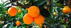 脐橙种植与管理技术，种植前需要对种植地和树苗进行消毒