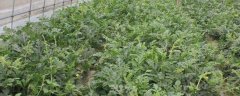 大棚西瓜种植技术，大棚西瓜适合在高温强光环境中生长