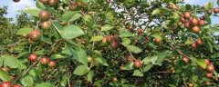 油茶树管理方法，不同的季节和温度来调整肥料
