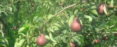 西洋梨种植技术，及时进行疏花疏果工作