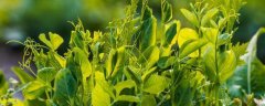 豌豆种植技术，及时追施氮肥可促进植株生长
