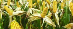 玉米虫害有哪些，不同的虫害防治方法不同