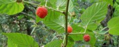 山莓种植方法，采用压条繁殖法