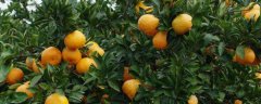 橙子树肥水技术，按照少量多施的原则