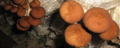 茶树菇种植技术与管理，接种时需无菌化操作