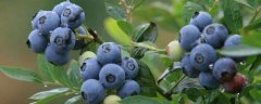 蓝莓种植技术，可以扦插、实生、分株繁殖