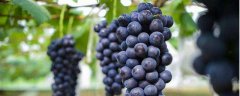 夏黑葡萄种植技术，选择适合当地种植的品种是关键