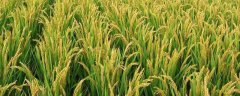 水稻育苗技术，可水田育苗也可旱田育苗