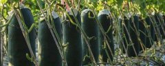 黑皮冬瓜种植技术，可选春播或者秋播