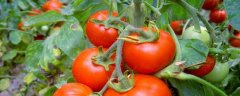 西红柿种植技术，一般采用春播和秋播